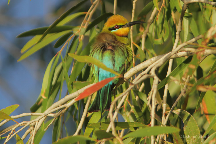 Letting it all hang out - a Rainbow Bee-eater suns itself