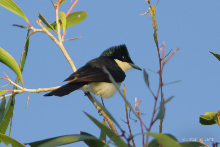 Paperbark Flycatcher, an iconic species of these river-edge forests