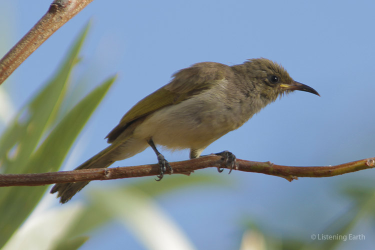 Brown Honeyeater - many of the animated and varied birdcalls <br> on this recording come from this one species