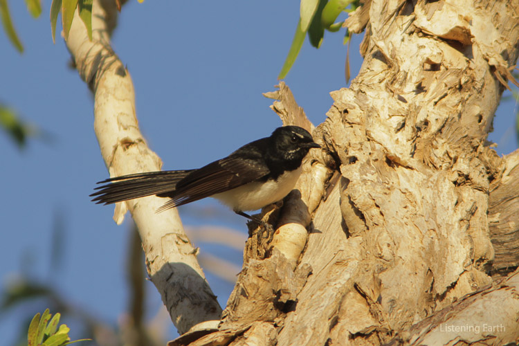 Willy wagtail on a paperbark, showing the unusual bark texture of these trees