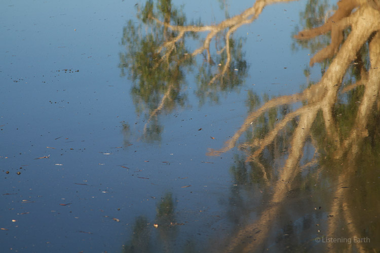 Reflections in the still waters of the Fitzroy River