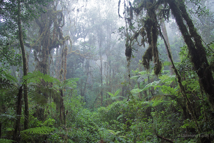 Above 2800m in altitude, the highland rainforest transistions to true cloudforest