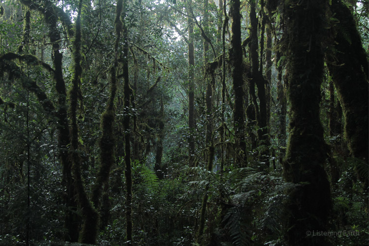 The prevailing moist conditions in these forests lead to prolific growth of mosses...